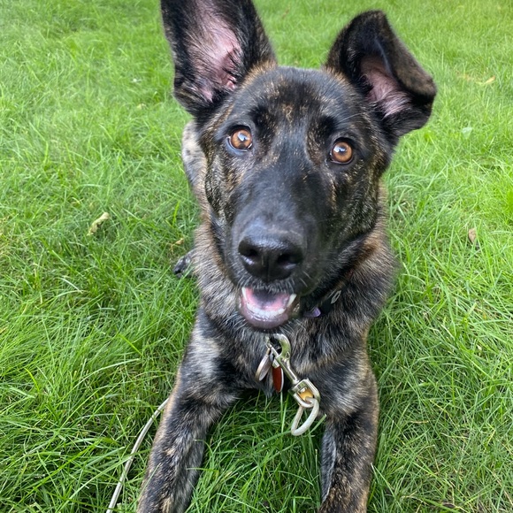 Meet your Posher, Alexis - Picture 8 of 9